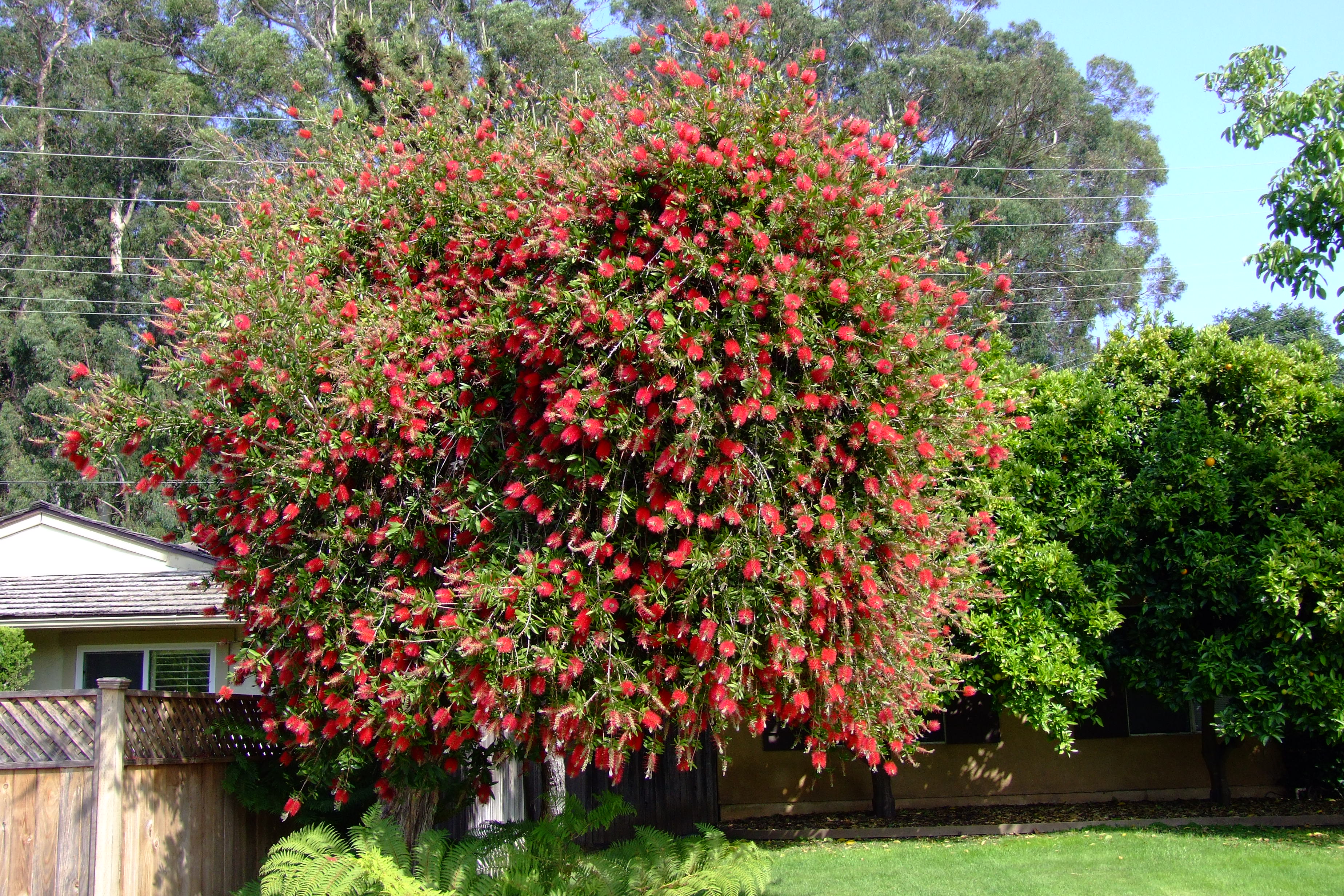 Bottle Brush Tree: Callistemons & Melaleucas - Epic Gardening