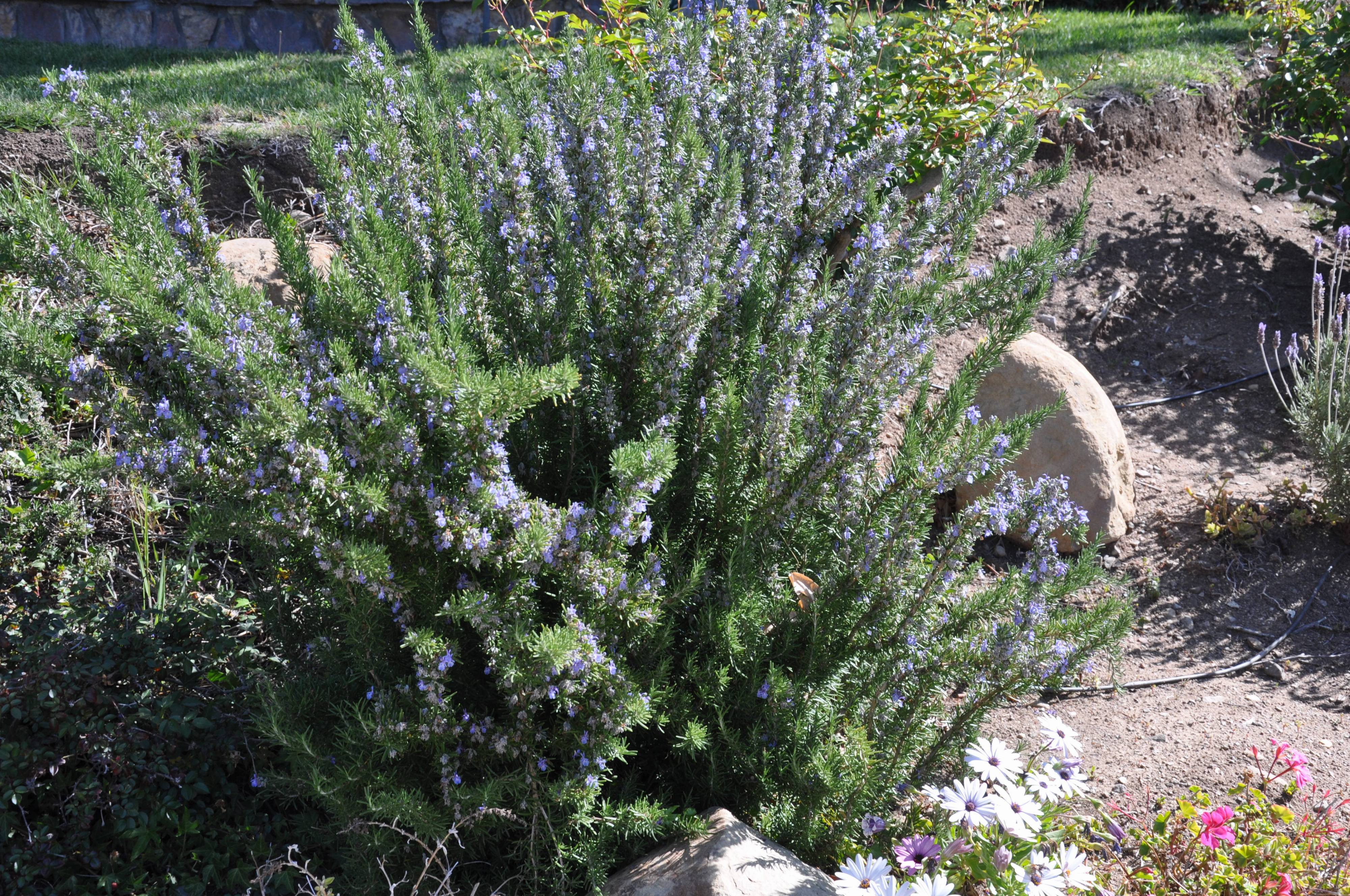Rosmarinus officinalis - Rosemary | PlantMaster