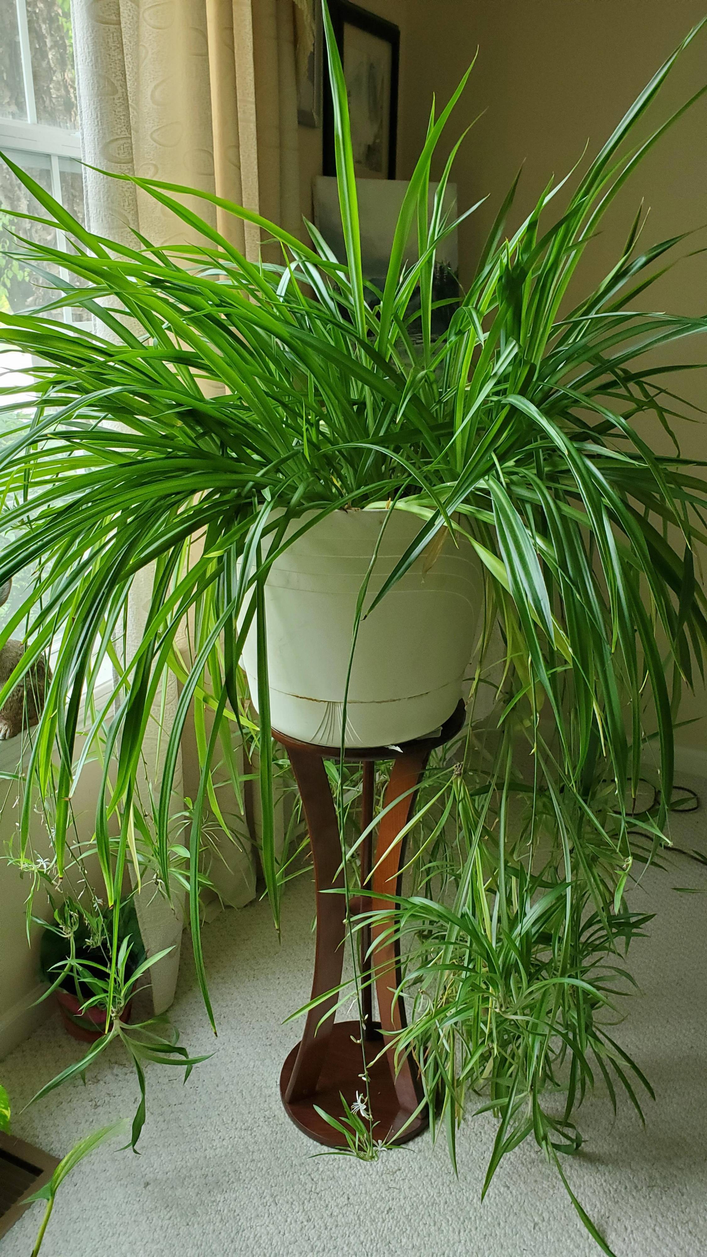 Chlorophytum comosum - Spider Plant | PlantMaster