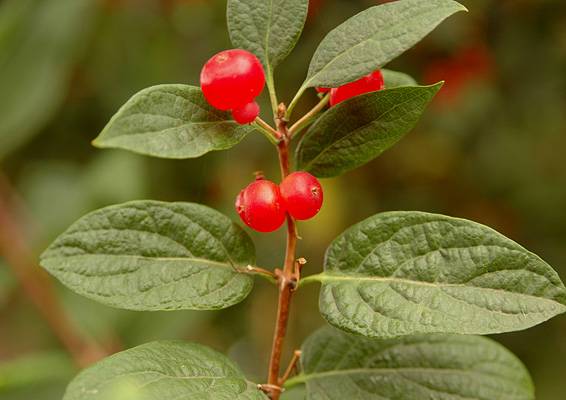 Lonicera tatarica 'Arnold Red' - Arnold Red Honeysuckle | PlantMaster