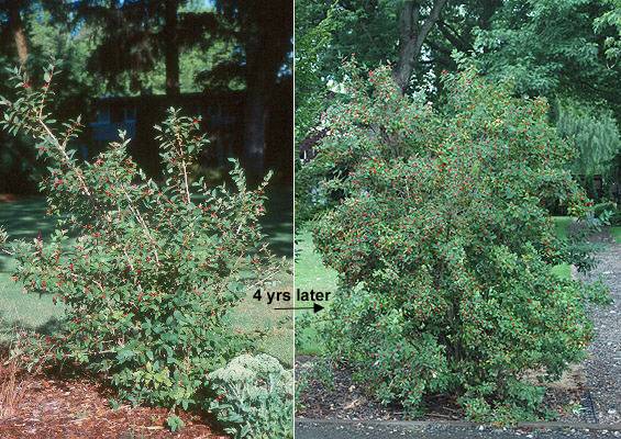 photinia hecke red robin wachstum Glanzmispel Red Robin (Photinia x fraseri 'Red Robin') | 125-150 cm im Topf