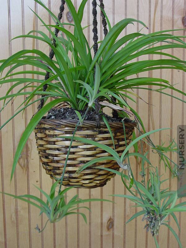 Chlorophytum comosum - Spider Plant | PlantMaster