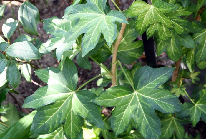 X Fatshedera lizei - Botanical Wonder | PlantMaster