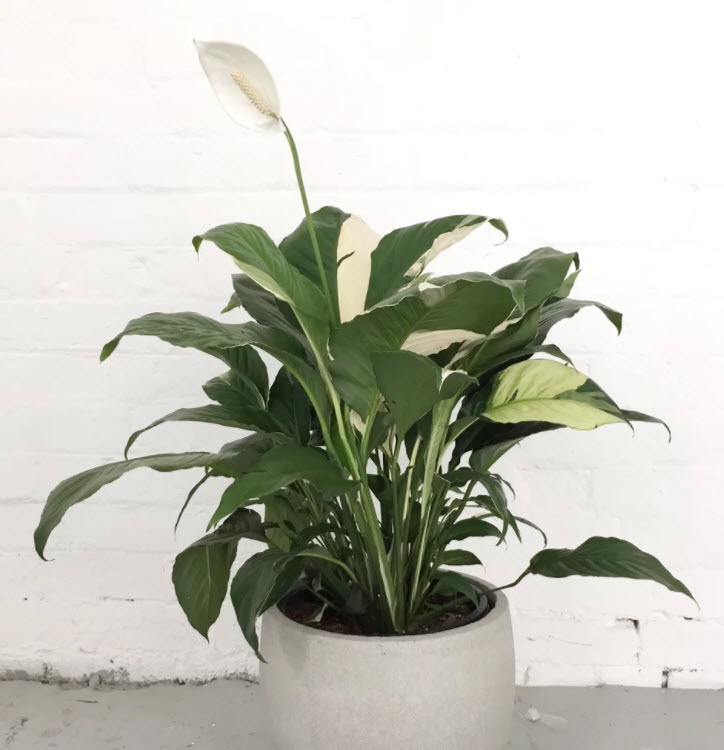 Spathiphyllum sp - Peace Lily | PlantMaster