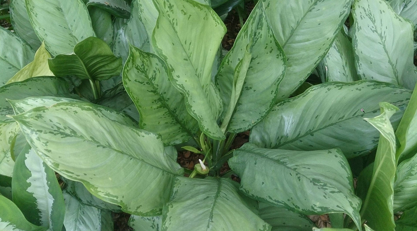 Aglaonema commutatum - Philippine evergreen | PlantMaster