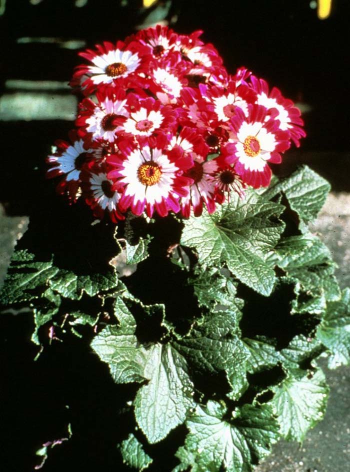 Pericallis hybrida - Cineraria | PlantMaster