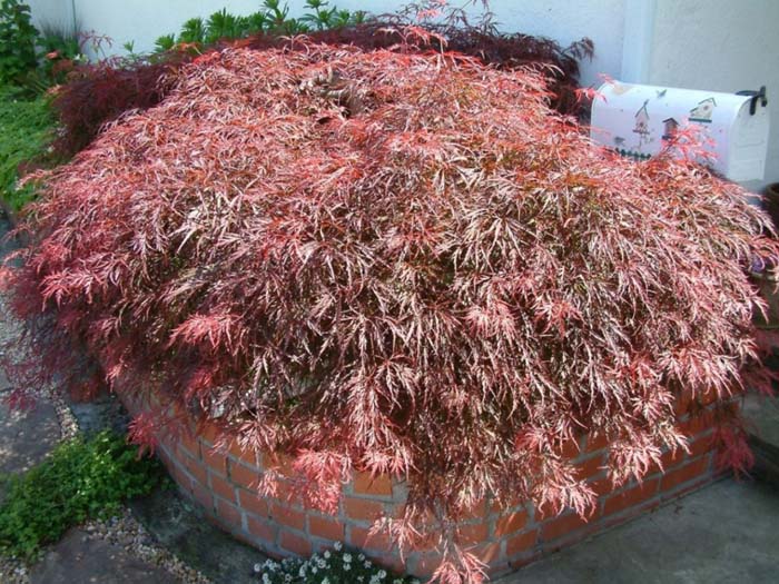 Acer palmatum 'Dissectum Atropurpureum' - Red Threadleaf Japanese Maple |  PlantMaster
