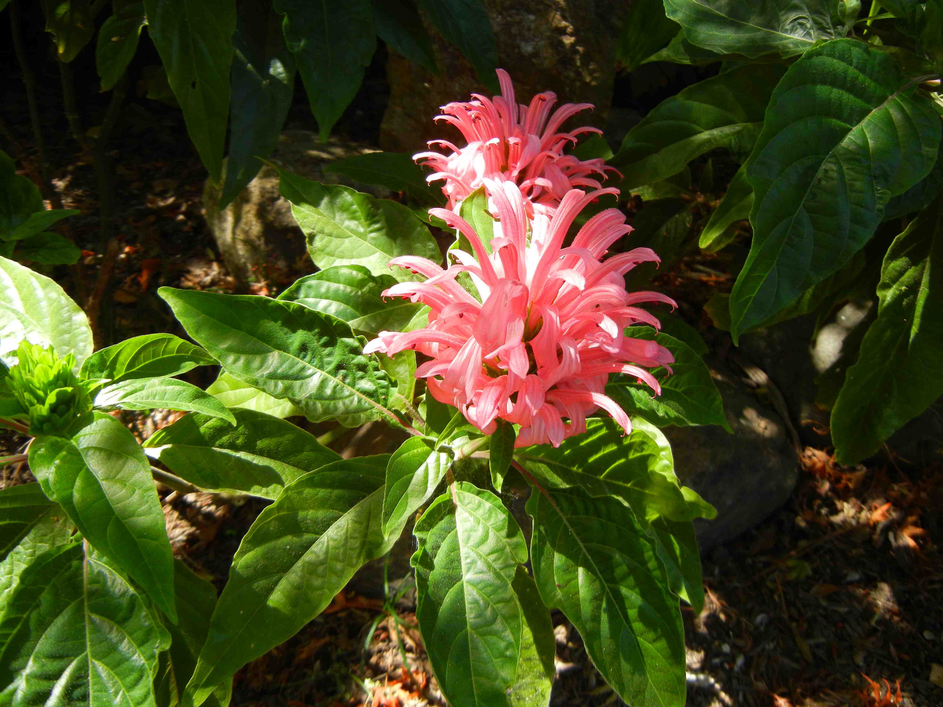 Justicia carnea - Brazilian Plume Flower | PlantMaster