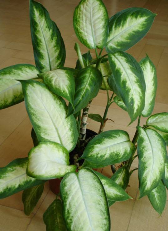 Dieffenbachia sp. - Diffenbachia | PlantMaster