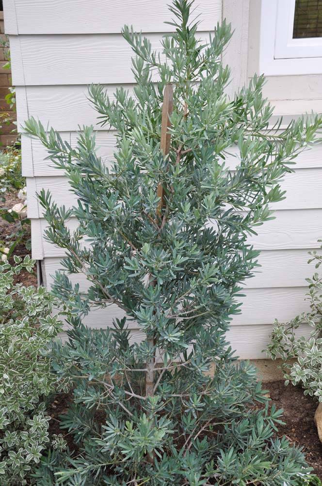 akazie topfpflanze Silber-Akazie - Acacia dealbata main image 1